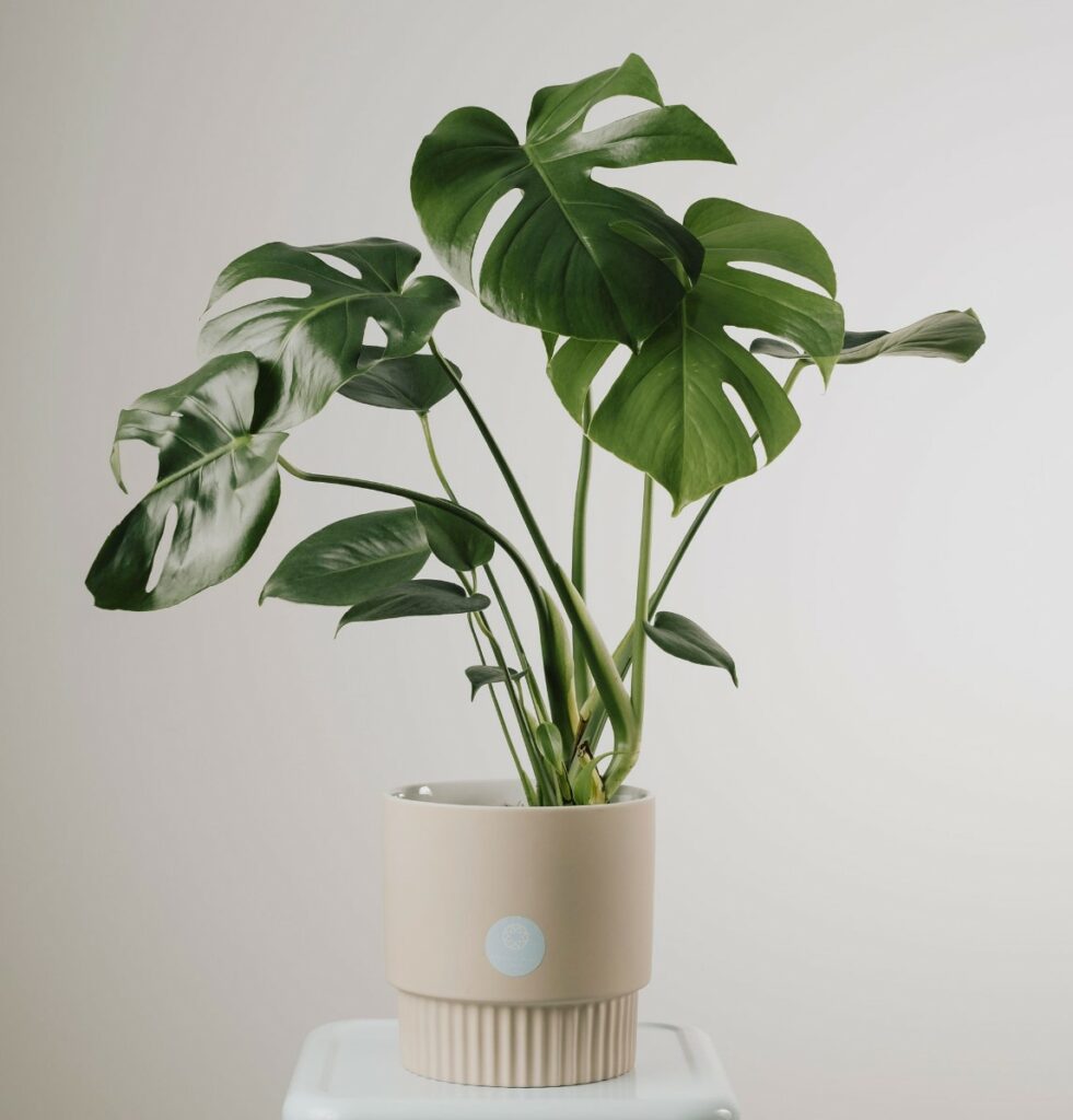 Monstera deliciosa