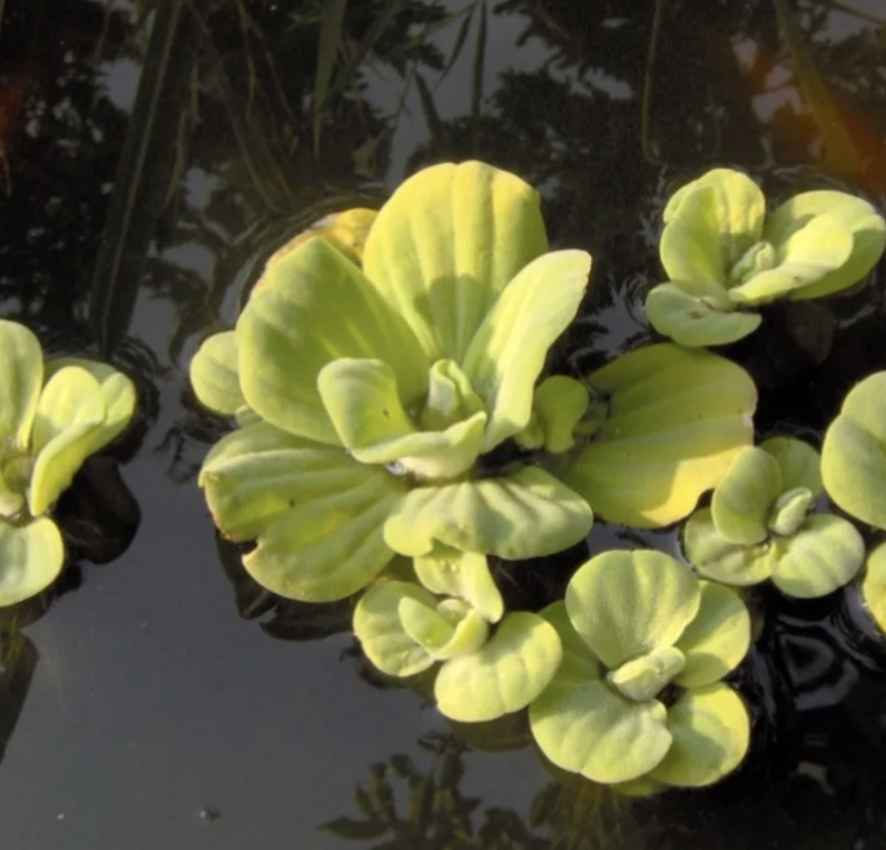 Pistia